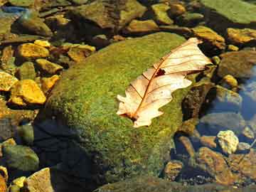 黃大仙精準(zhǔn)一肖一碼準(zhǔn)確,宋凱繼續(xù)周末國(guó)字號(hào)下隊(duì)調(diào)研