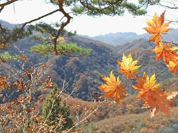 澳門期期準(zhǔn)鳳凰藝術(shù)