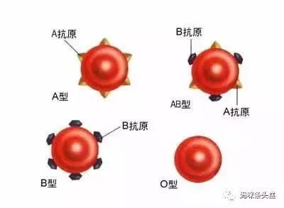 abo溶血,abo溶血，深入解析與定義的新視角,平衡策略實(shí)施_云版81.94.33