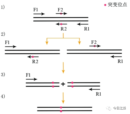 pcr引物合成原理,PCR引物合成原理，可靠解答解釋定義,最新方案解答_專屬款12.49.56