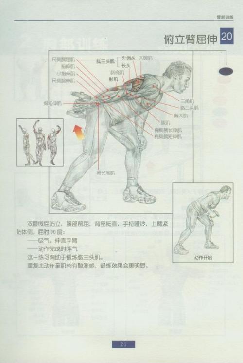 肱二頭肌鍛煉方法圖解,肱二頭肌鍛煉方法與細(xì)節(jié)調(diào)整執(zhí)行方案圖解,全面數(shù)據(jù)應(yīng)用執(zhí)行_專(zhuān)屬款31.51.51