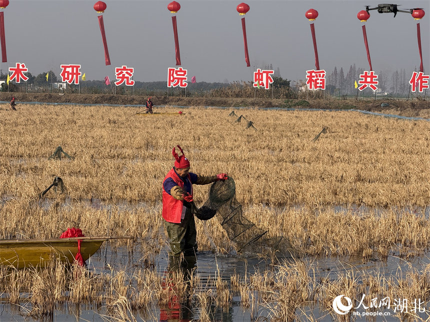 是的，湖北潛江的冬蝦已經(jīng)開始搶鮮上市。潛江是一個水產(chǎn)養(yǎng)殖大市，小龍蝦產(chǎn)業(yè)是其特色產(chǎn)業(yè)之一，而冬蝦作為小龍蝦中的一種，也備受關(guān)注。隨著天氣逐漸降溫，冬蝦的生長速度逐漸減緩，但潛江的養(yǎng)殖戶們已經(jīng)開始積極捕撈和銷售冬蝦，以滿足市場需求。由于冬蝦肉質(zhì)鮮美，受到消費(fèi)者的喜愛，因此價(jià)格也相對較高。此外，潛江的小龍蝦產(chǎn)業(yè)鏈已經(jīng)相當(dāng)成熟，從養(yǎng)殖到銷售再到深加工，都已經(jīng)形成了一套完整的體系。因此，潛江的冬蝦搶鮮上市，不僅滿足了市場需求，也為當(dāng)?shù)亟?jīng)濟(jì)發(fā)展帶來了不小的貢獻(xiàn)。