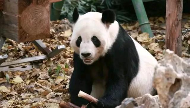 北京動物園在更新大熊貓古古的視頻方面可能會有一些臨時性的調(diào)整或暫停。這可能是由于多種原因造成的，比如拍攝計劃的調(diào)整、視頻制作進度的延遲等。如果您對古古的最新動態(tài)感興趣，建議您關(guān)注北京動物園的官方網(wǎng)站或社交媒體賬號，以獲取最新的信息和更新。同時，也要理解并尊重動物園的決定和安排，以確保古古和其他動物的安全和健康。