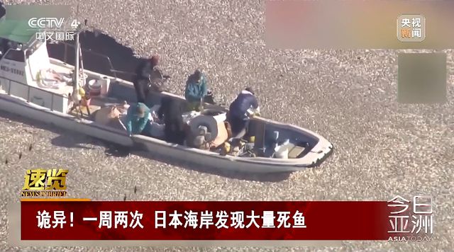 日本北海道一沙灘現(xiàn)大量死魚