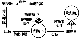 發(fā)燒是人體自帶的體溫調節(jié)系統(tǒng)