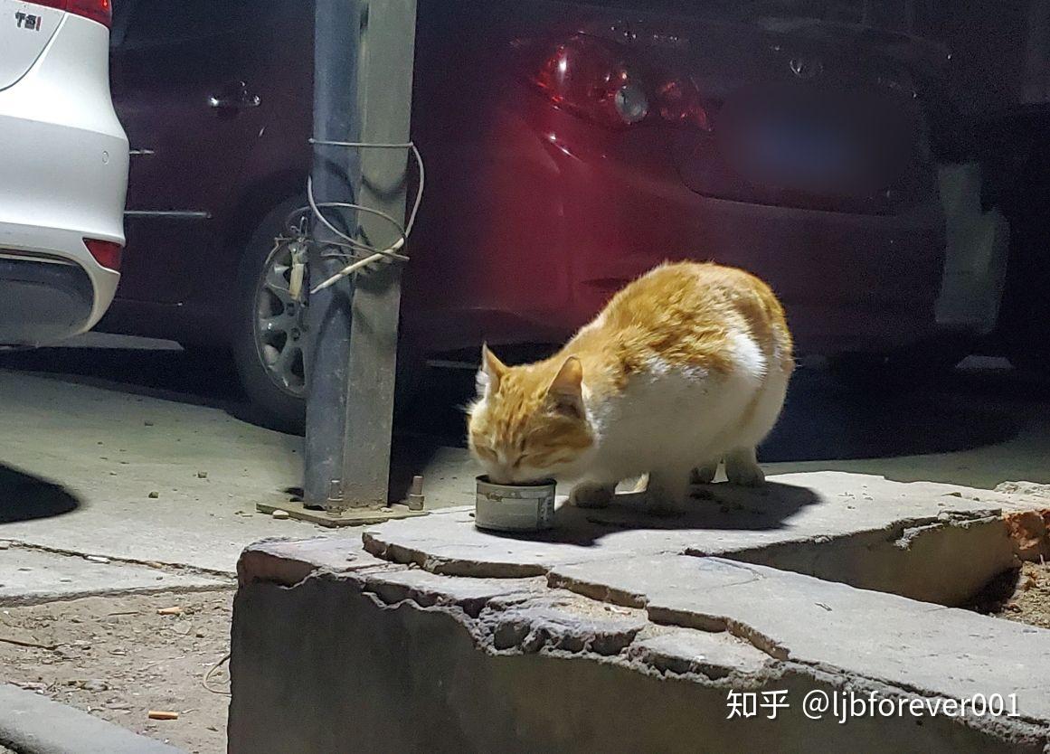 58歲卡車司機(jī)帶15只流浪貓回家過年