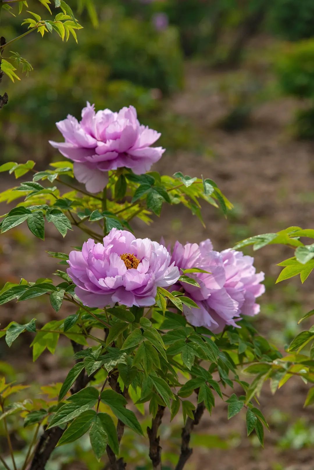 《國(guó)色芳華》里的牡丹來(lái)自山東