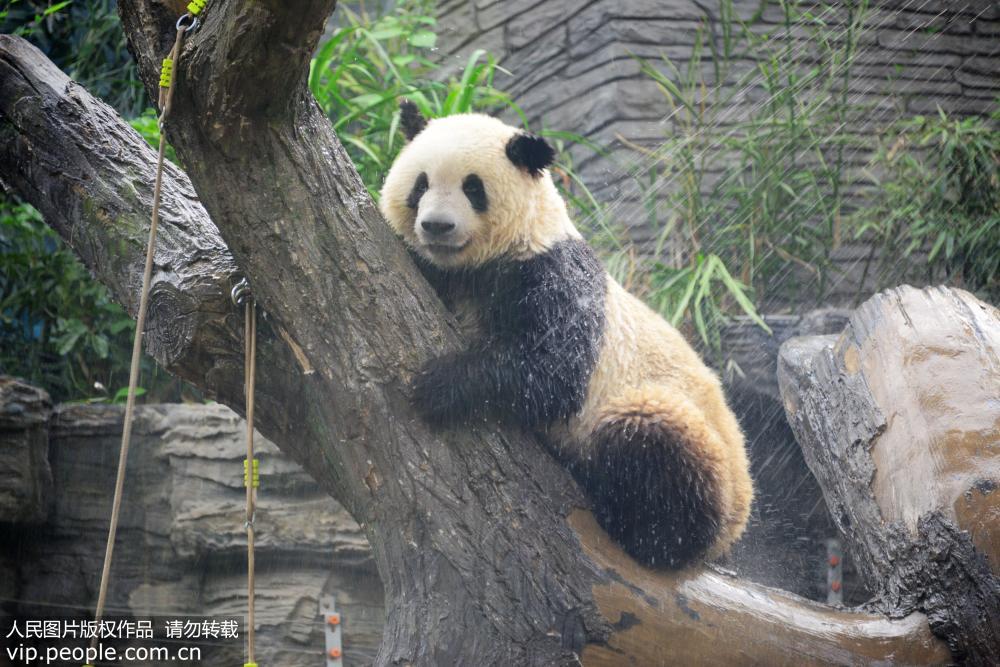 北京動物園大熊貓“古古”去世,全面數(shù)據(jù)分析實施_版章87.42.82